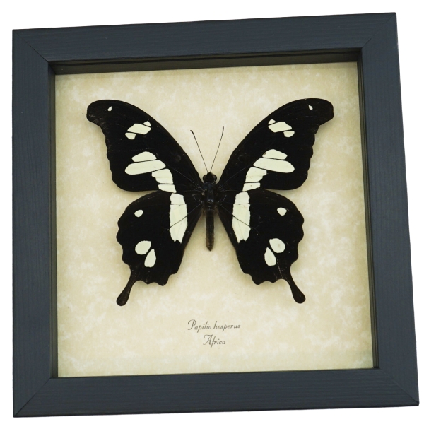 Papilio hesperus African Butterfly Yellow Swallowtail Framed Taxidermy Display