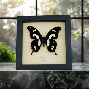 Papilio hesperus African Butterfly Yellow Swallowtail Framed Taxidermy Display