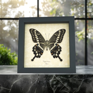Papilio lormieri Verso Butterfly Central Emperor Swallowtail Framed Taxidermy Display