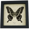 Papilio lormieri Verso Butterfly Central Emperor Swallowtail Framed Taxidermy Display