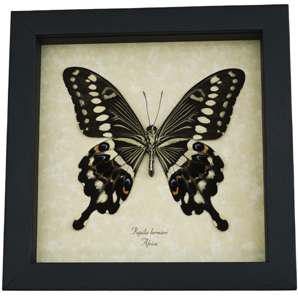 Papilio lormieri Verso Butterfly Central Emperor Swallowtail Framed Taxidermy Display