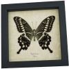 Papilio lormieri Verso Butterfly Central Emperor Swallowtail Framed Taxidermy Display
