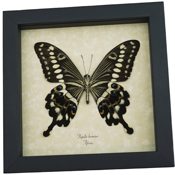 Papilio lormieri Verso Butterfly Central Emperor Swallowtail Framed Taxidermy Display