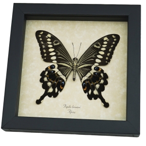 Papilio lormieri Verso Butterfly Central Emperor Swallowtail Framed Taxidermy Display