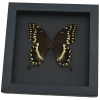 Papilio palamedes Female Butterfly Real Framed Swallowtail Taxidermy Moonlight Display
