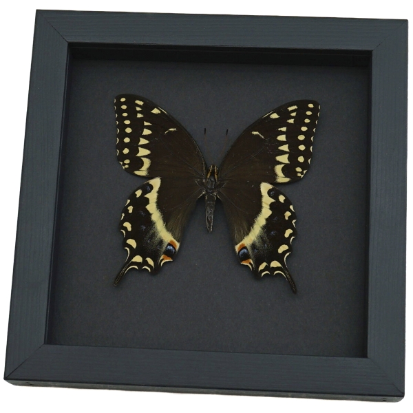 Papilio palamedes Female Butterfly Real Framed Swallowtail Taxidermy Moonlight Display