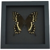 Papilio palamedes Female Butterfly Real Framed Swallowtail Taxidermy Moonlight Display