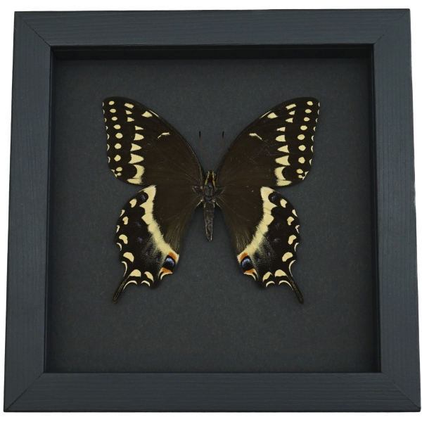 Papilio palamedes Female Butterfly Real Framed Swallowtail Taxidermy Moonlight Display