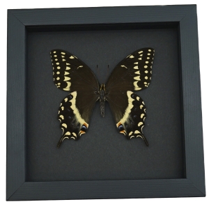 Papilio palamedes Female Butterfly Real Framed Swallowtail Taxidermy Moonlight Display