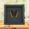 Papilio palamedes Female Butterfly Real Framed Swallowtail Taxidermy Moonlight Display