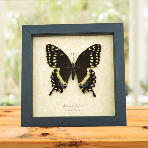 Papilio palamedes Female Butterfly Real Framed Swallowtail Taxidermy Display