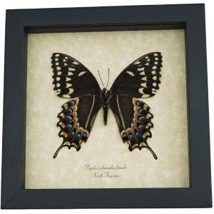 Papilio palamedes Female Verso Butterfly Real Framed Swallowtail Taxidermy Display