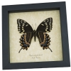 Papilio palamedes Female Verso Butterfly Real Framed Swallowtail Taxidermy Display