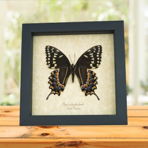 Papilio palamedes Female Verso Butterfly Real Framed Swallowtail Taxidermy Display