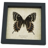 Papilio palamedes Female Verso Butterfly Real Framed Swallowtail Taxidermy Display