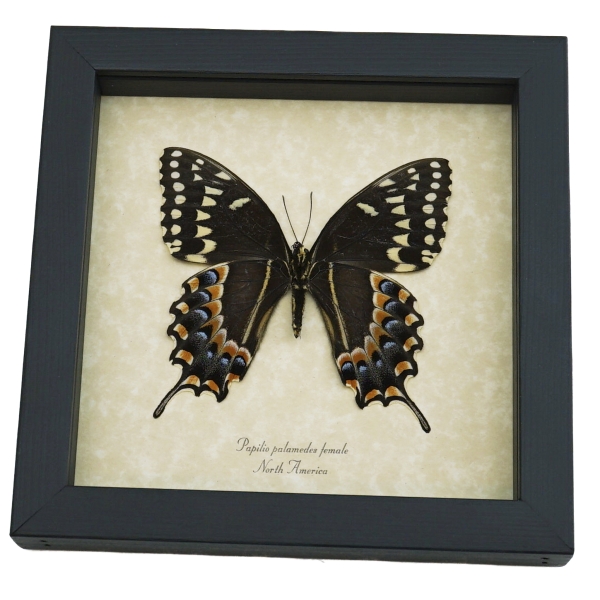 Papilio palamedes Female Verso Butterfly Real Framed Swallowtail Taxidermy Display