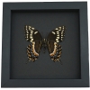 Papilio palamedes Male Verso Butterfly Real Framed Swallowtail Taxidermy Moonlight Display