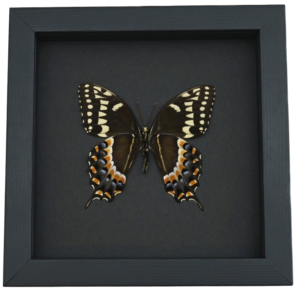 Papilio palamedes Male Verso Butterfly Real Framed Swallowtail Taxidermy Moonlight Display