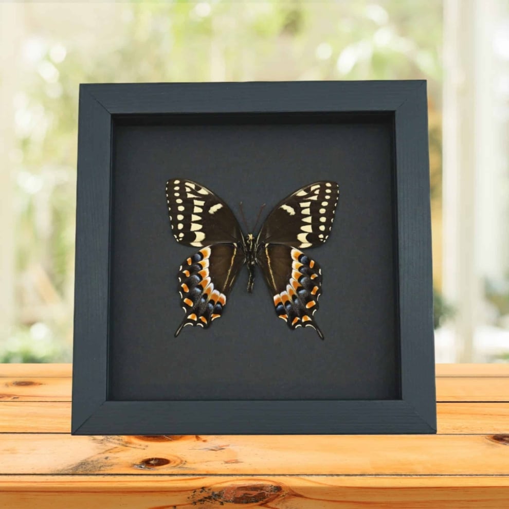 Papilio palamedes Male Verso Butterfly Real Framed Swallowtail Taxidermy Moonlight Display