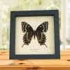 Papilio palamedes Female Verso Butterfly Real Framed Swallowtail Taxidermy Display