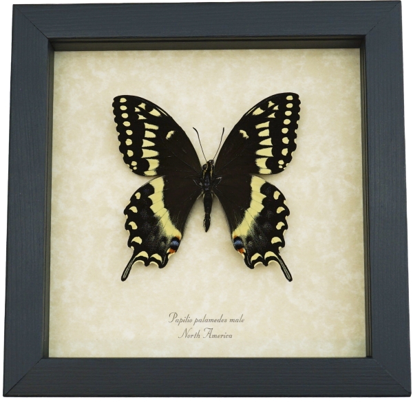 Papilio palamedes Male Butterfly Real Framed Swallowtail Taxidermy Display