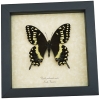 Papilio palamedes Male Butterfly Real Framed Swallowtail Taxidermy Display