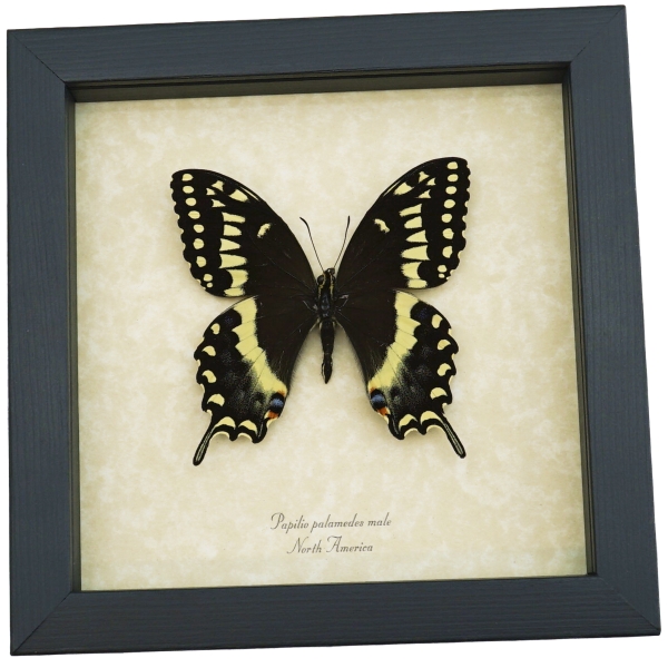 Papilio palamedes Male Butterfly Real Framed Swallowtail Taxidermy Display