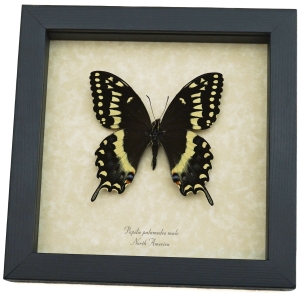 Papilio palamedes Male Butterfly Real Framed Swallowtail Taxidermy Display