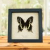 Papilio palamedes Male Butterfly Real Framed Swallowtail Taxidermy Display