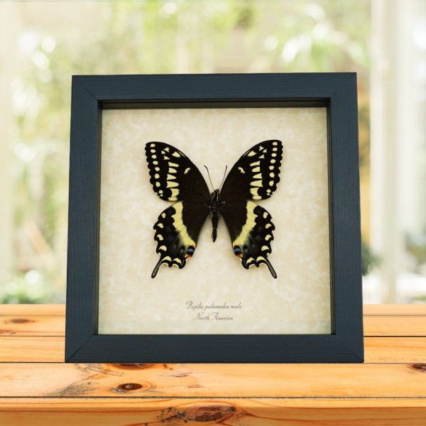 Papilio palamedes Male Butterfly Real Framed Swallowtail Taxidermy Display