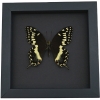Papilio palamedes Male Butterfly Real Framed Swallowtail Taxidermy Moonlight Display