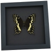 Papilio palamedes Male Butterfly Real Framed Swallowtail Taxidermy Moonlight Display