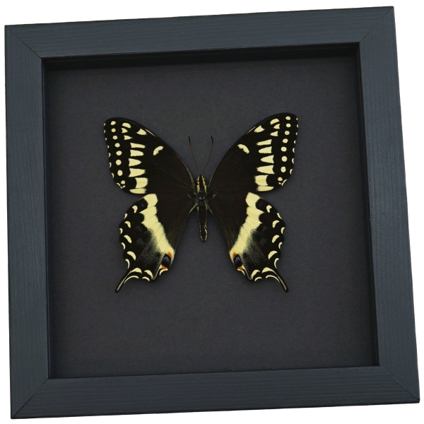 Papilio palamedes Male Butterfly Real Framed Swallowtail Taxidermy Moonlight Display