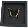 Papilio palamedes Male Butterfly Real Framed Swallowtail Taxidermy Moonlight Display
