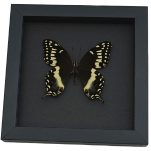 Papilio palamedes Male Butterfly Real Framed Swallowtail Taxidermy Moonlight Display