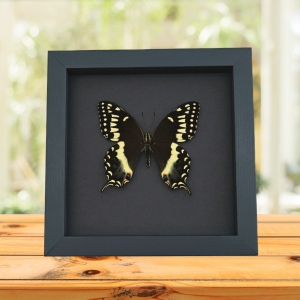 Papilio palamedes Male Butterfly Real Framed Swallowtail Taxidermy Moonlight Display