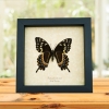 Papilio palamedes Male Verso Butterfly Real Framed Swallowtail Taxidermy Display