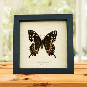 Papilio palamedes Male Verso Butterfly Real Framed Swallowtail Taxidermy Display