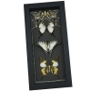 White Swallowtail Butterfly Collection Real Framed Butterflies Gothic Ravens Taxidermy Display