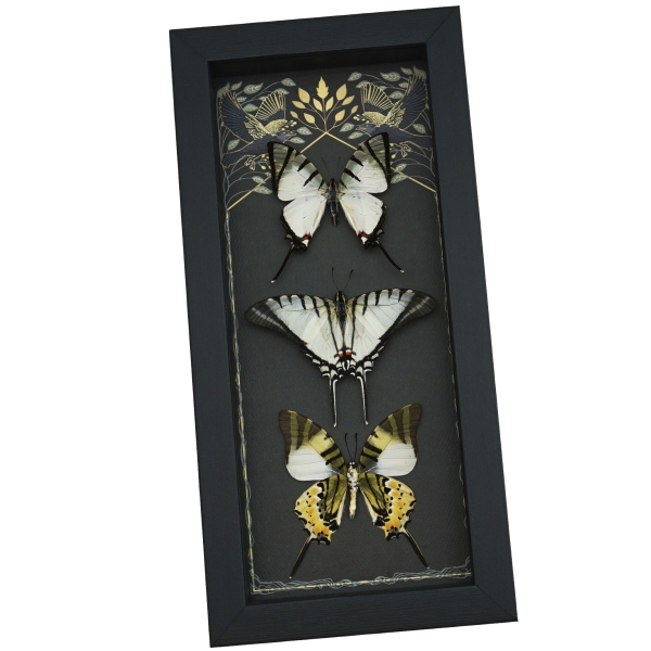 White Swallowtail Butterfly Collection Real Framed Butterflies Gothic Ravens Taxidermy Display