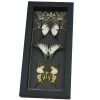 White Swallowtail Butterfly Collection Real Framed Butterflies Gothic Ravens Taxidermy Display