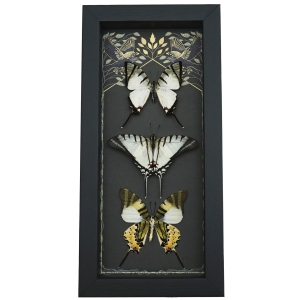 White Swallowtail Butterfly Collection Real Framed Butterflies Gothic Ravens Taxidermy Display