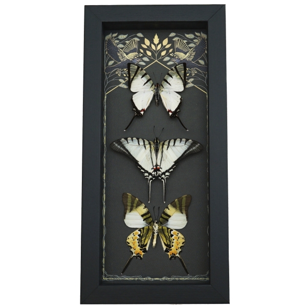 White Swallowtail Butterfly Collection Real Framed Butterflies Gothic Ravens Taxidermy Display