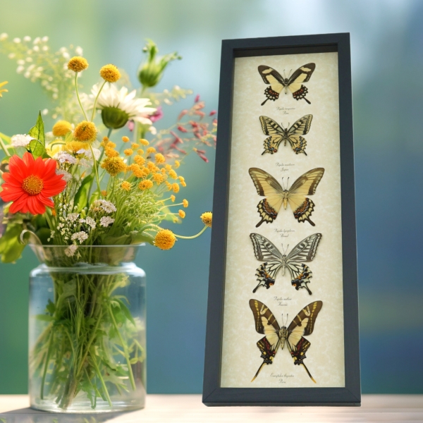 Tiger Swallowtail Butterfly Collection Real Framed Butterflies Taxidermy Display