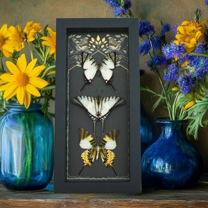 White Swallowtail Butterfly Collection Real Framed Butterflies Gothic Ravens Taxidermy Display