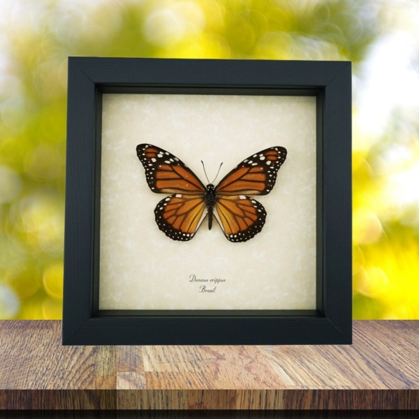 Southern Monarch Butterfly Danaus erippus Female Framed Taxidermy Display