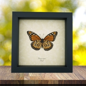 Southern Monarch Butterfly Framed Danaus erippus Female verso Taxidermy Display