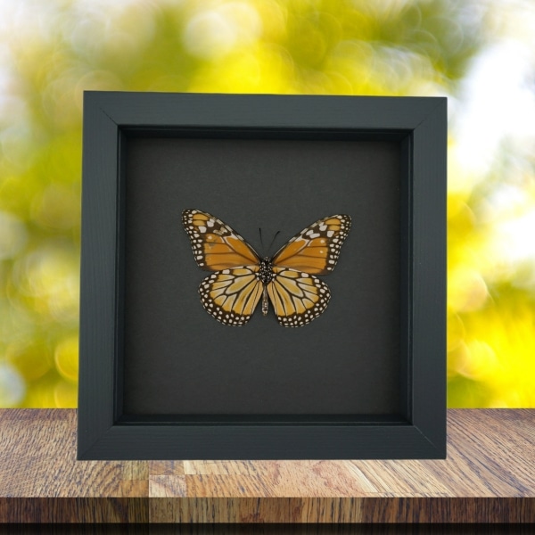 Southern Monarch Butterfly Framed Danaus erippus verso Female Taxidermy Moonlight Display