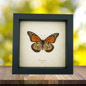 Southern Monarch Framed Brazil Butterfly Danaus erippus male verso Taxidermy Display