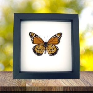 Southern Monarch Butterfly Framed Danaus erippus verso Male Classic Black Display